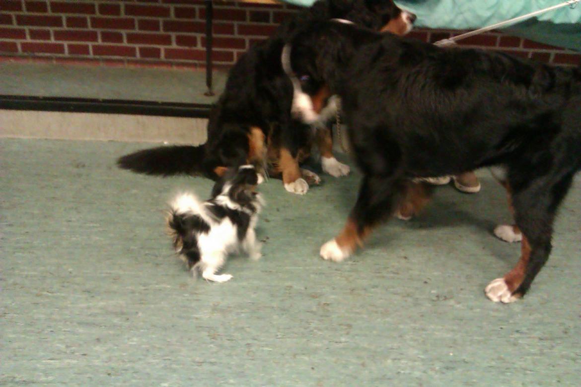 Papillon Chiantie *Prinsessen* billede 32