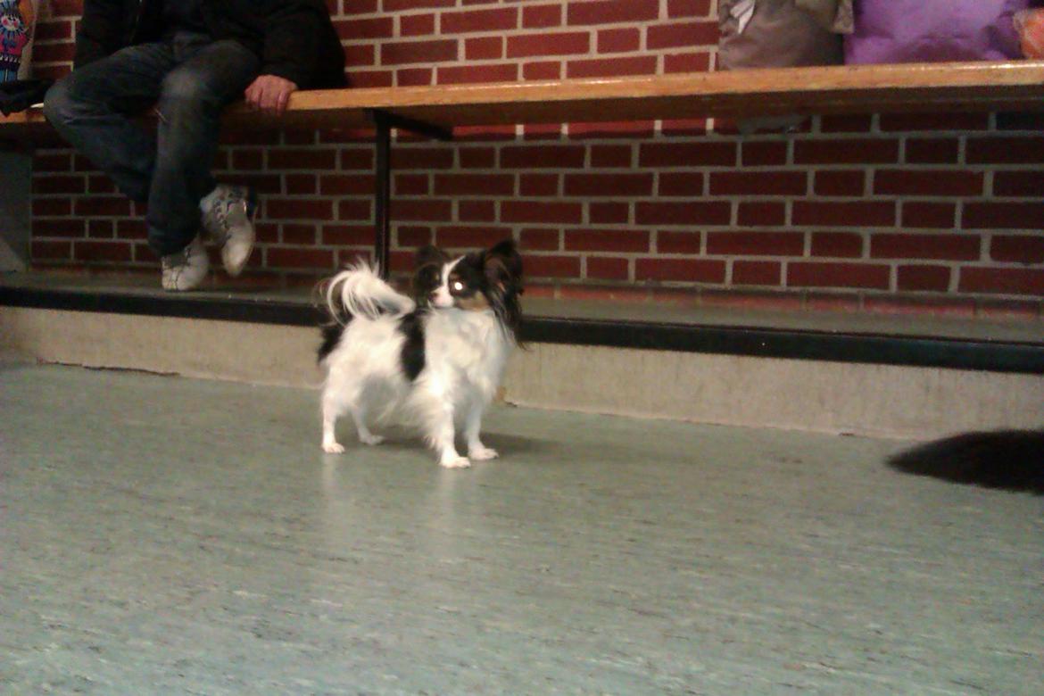 Papillon Chiantie *Prinsessen* billede 33