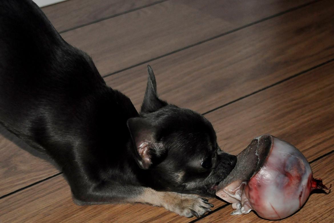 Chihuahua Arnold billede 14