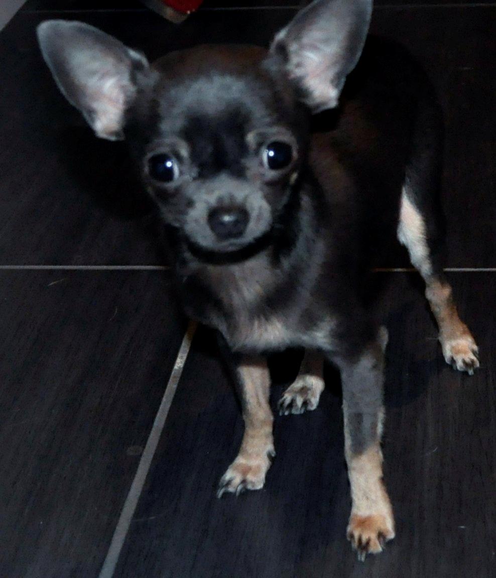 Chihuahua Arnold billede 18