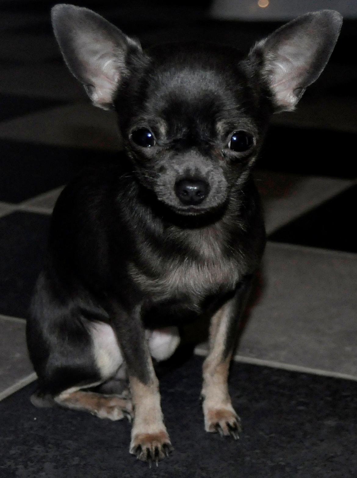 Chihuahua Arnold billede 13