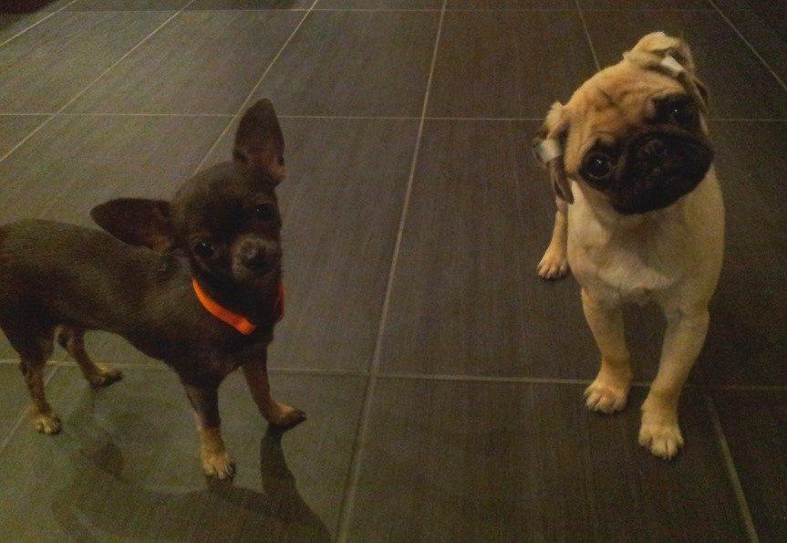 Chihuahua Arnold billede 12