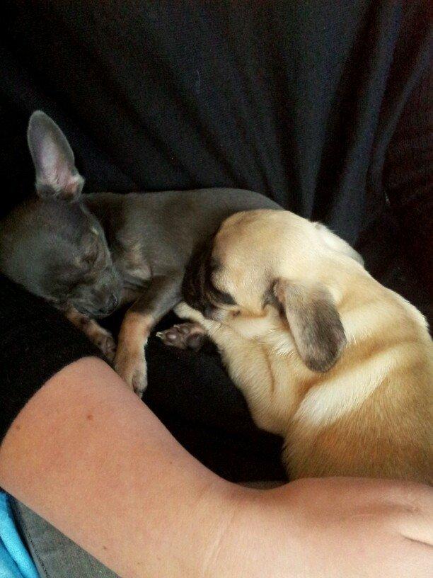 Chihuahua Arnold billede 11