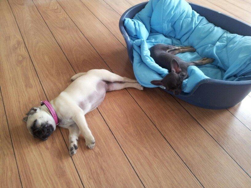 Chihuahua Arnold billede 10