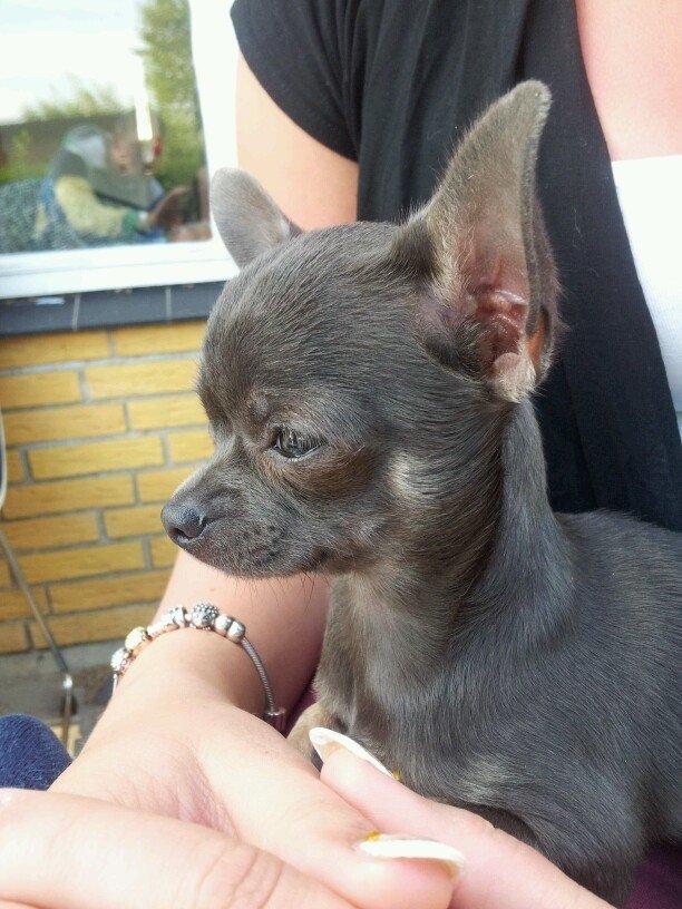 Chihuahua Arnold billede 15