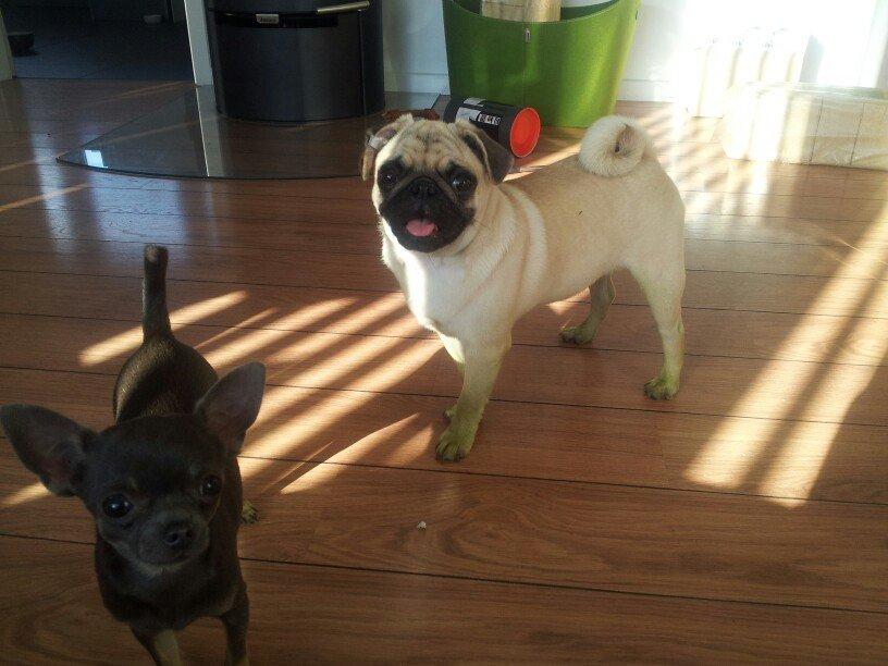 Chihuahua Arnold billede 16