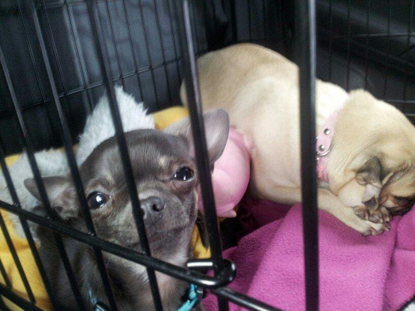 Chihuahua Arnold billede 17