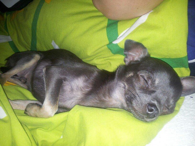 Chihuahua Arnold billede 19