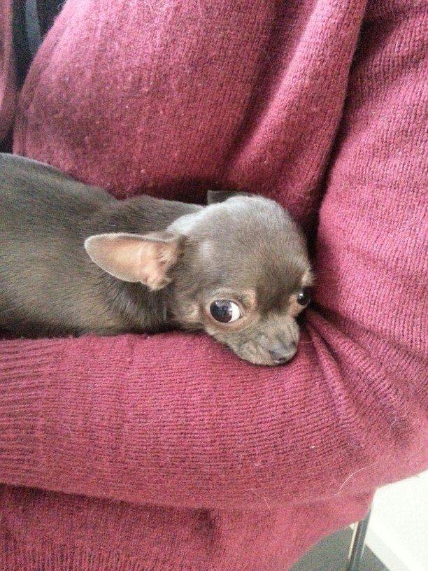 Chihuahua Arnold billede 20