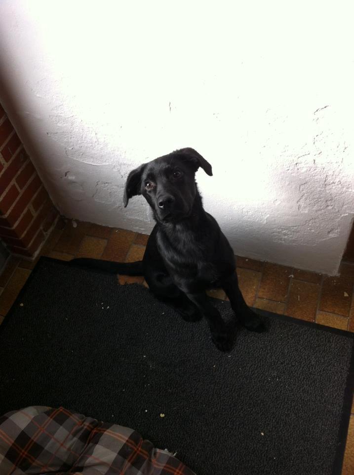 Labrador retriever Blackie "solgt d. 28/02 - 2013" - Blackie.
Billedet er taget i dag d. 25/02 - 2013 billede 2