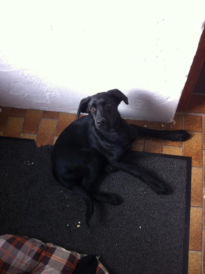 Labrador retriever Blackie "solgt d. 28/02 - 2013" billede 3