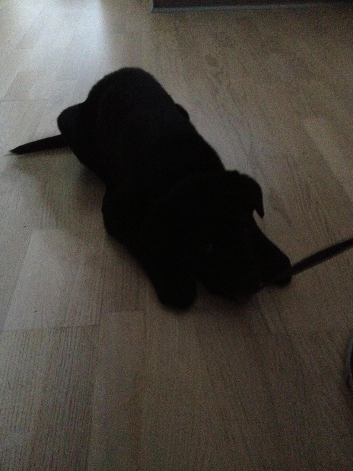Labrador retriever Blackie "solgt d. 28/02 - 2013" billede 4