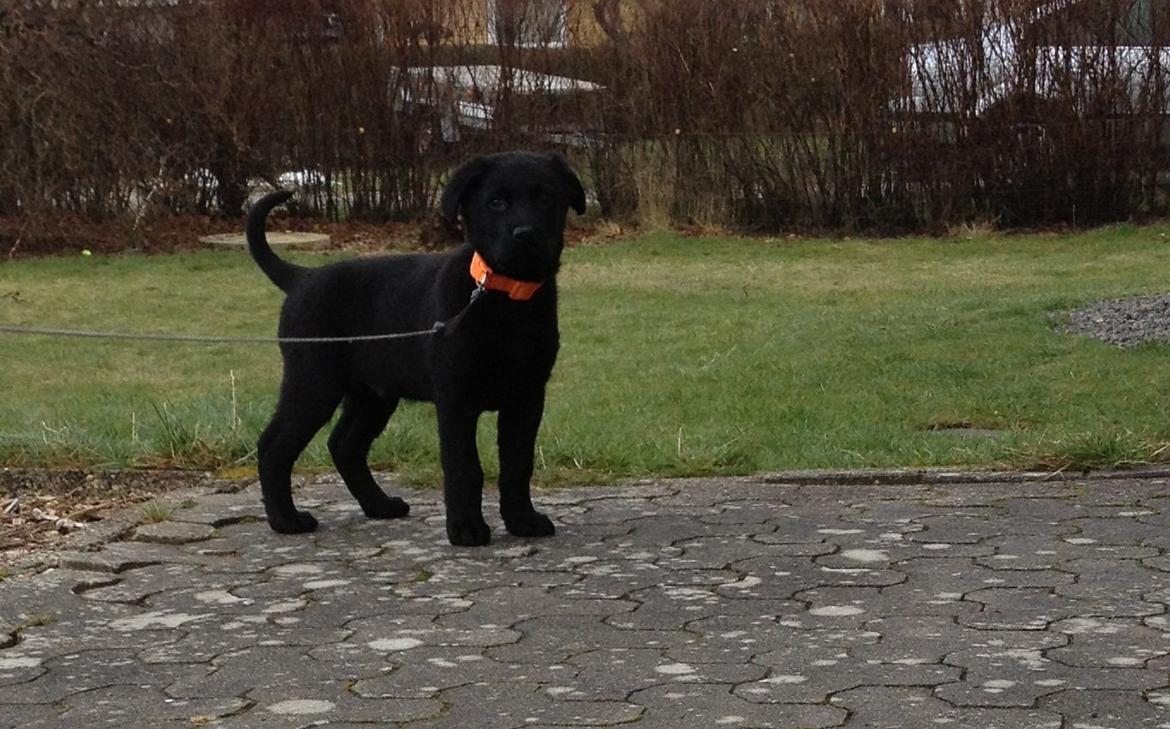 Labrador retriever Blackie "solgt d. 28/02 - 2013" billede 5