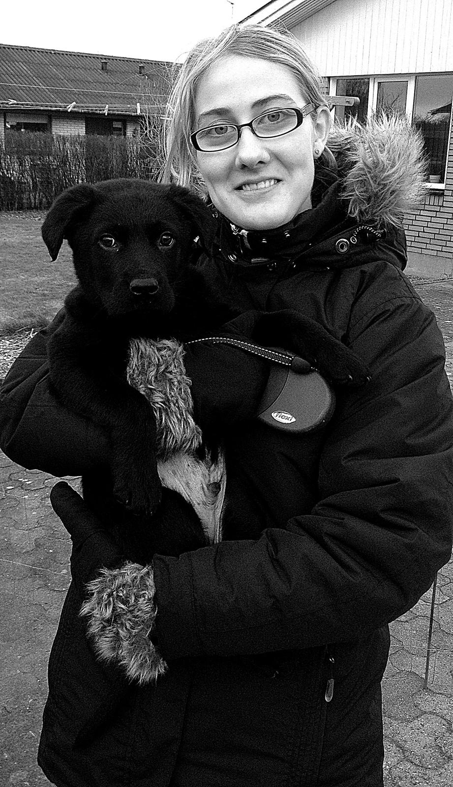 Labrador retriever Blackie "solgt d. 28/02 - 2013" billede 6