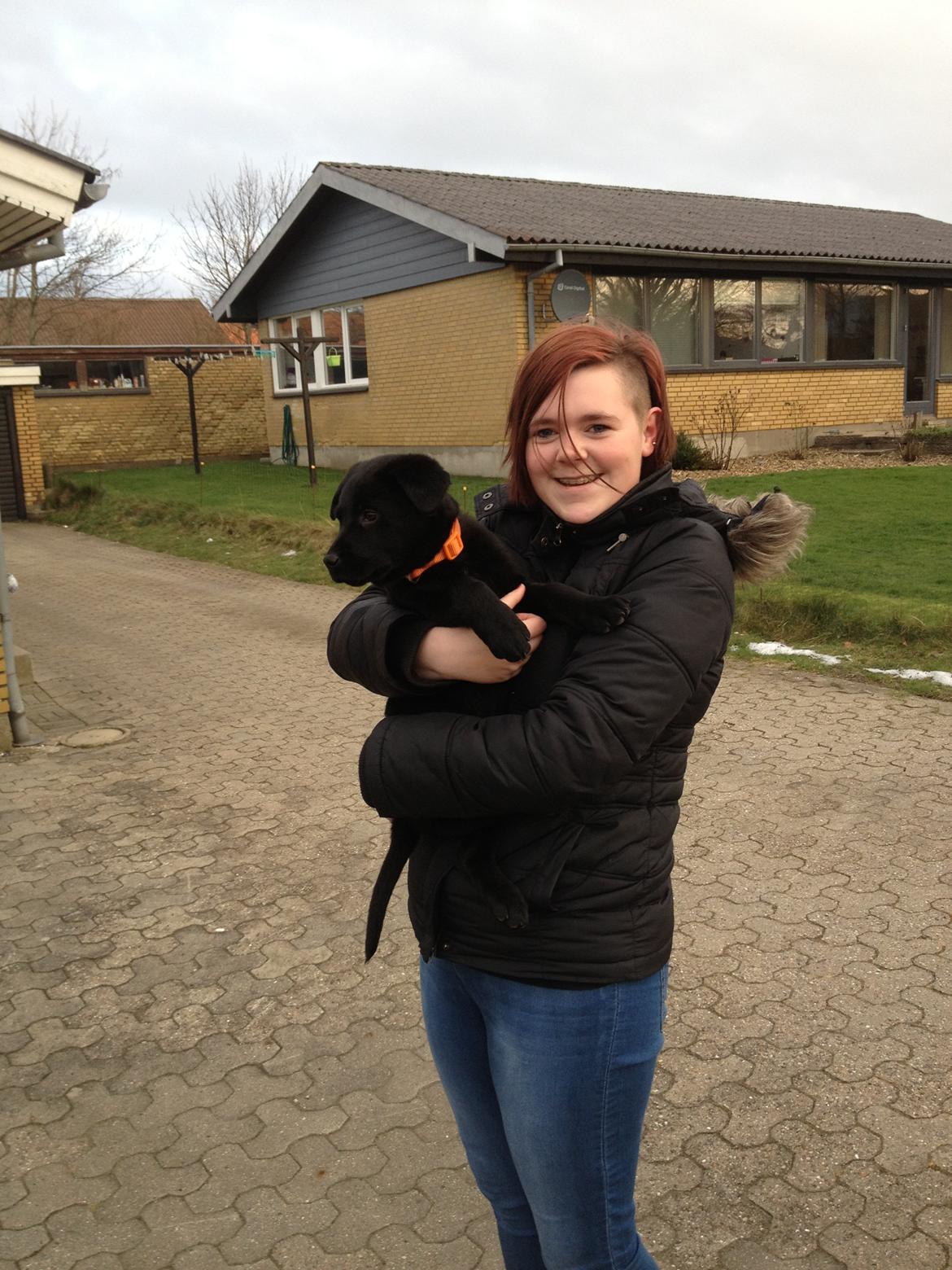 Labrador retriever Blackie "solgt d. 28/02 - 2013" - Blackie og jeg billede 1