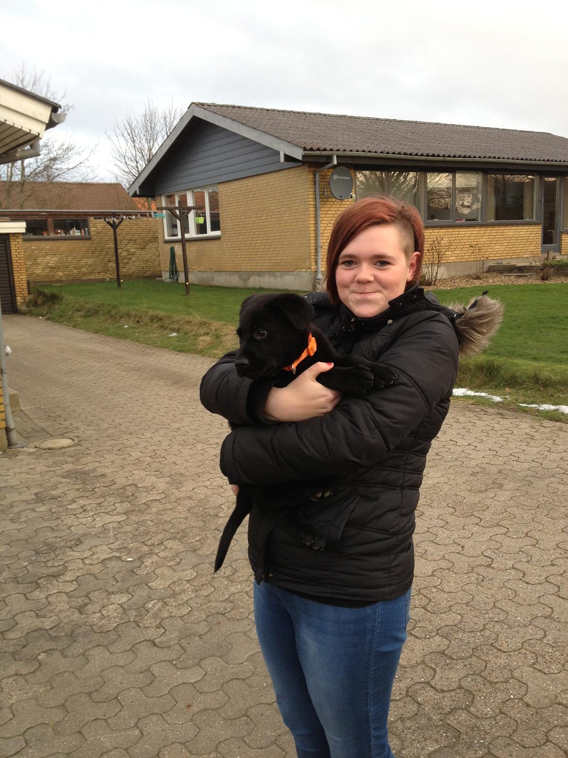 Labrador retriever Blackie "solgt d. 28/02 - 2013" billede 7