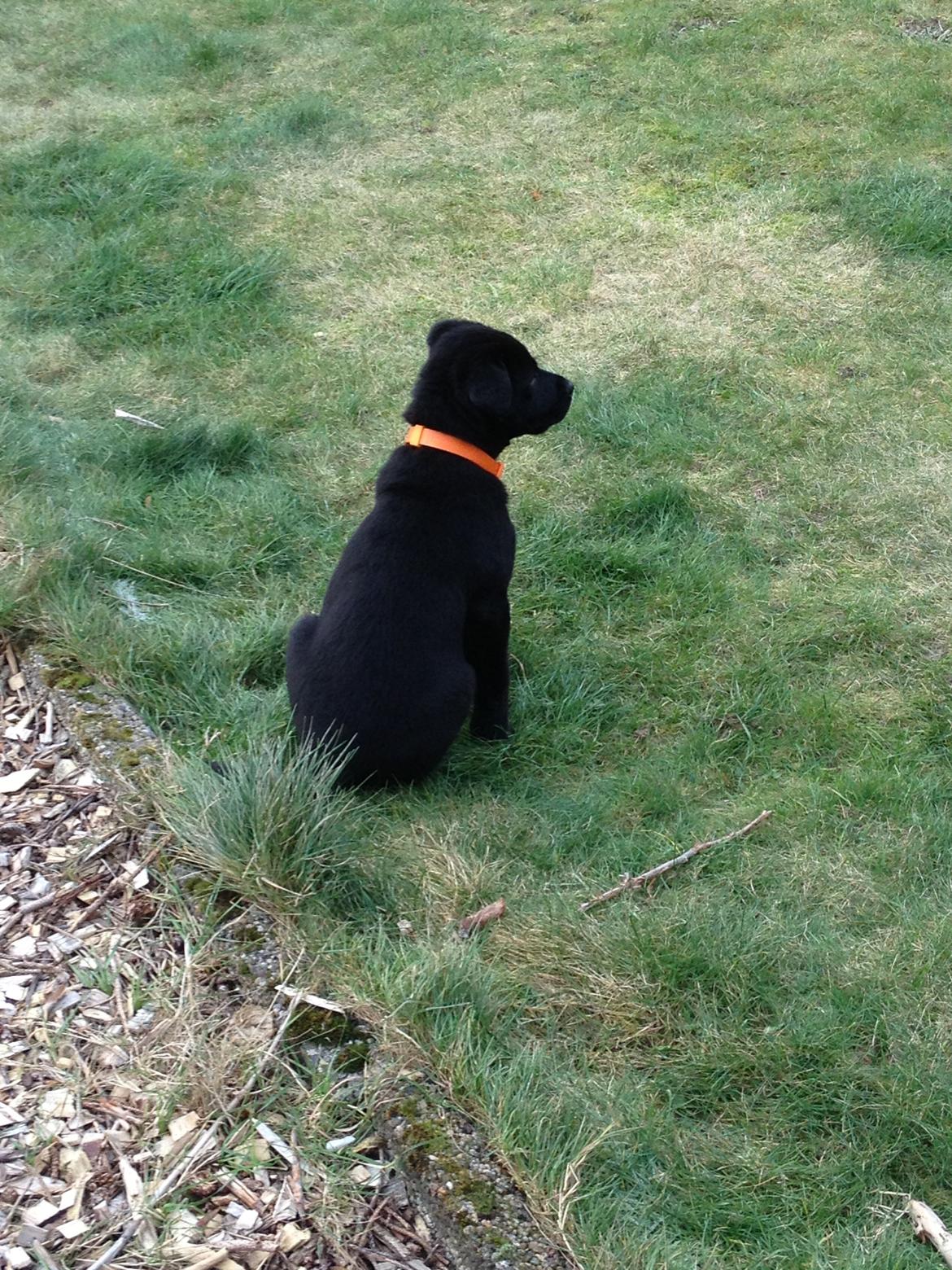 Labrador retriever Blackie "solgt d. 28/02 - 2013" billede 8