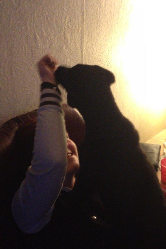 Labrador retriever Blackie "solgt d. 28/02 - 2013" billede 9