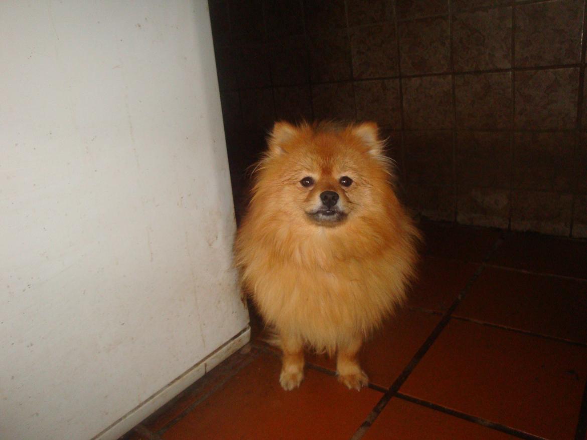 Pomeranian Mulle billede 3