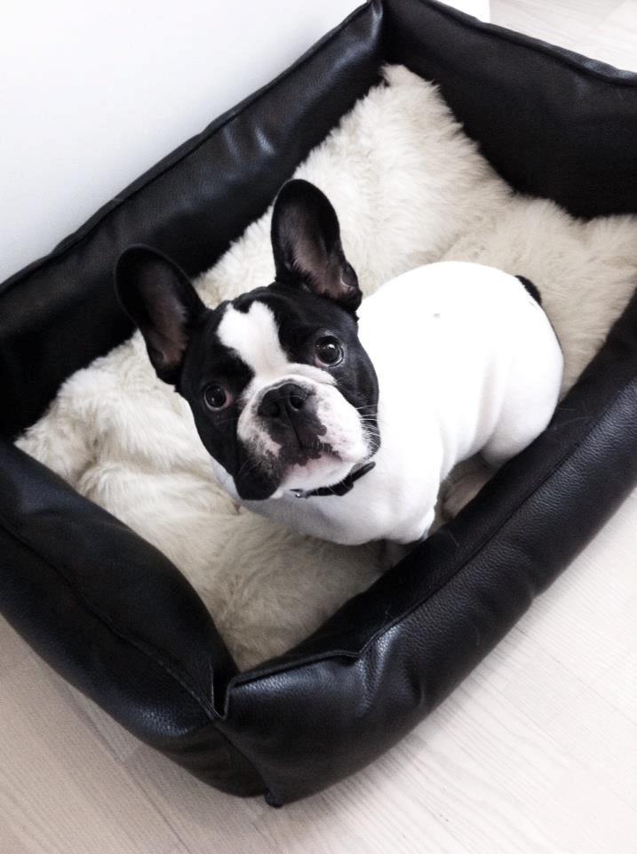 Fransk bulldog Conrad (Rehab's Kenzo) - Ny seng! Den er bare for lækker ;) billede 13