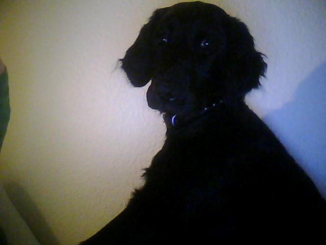 Blanding af racer Villads billede 2