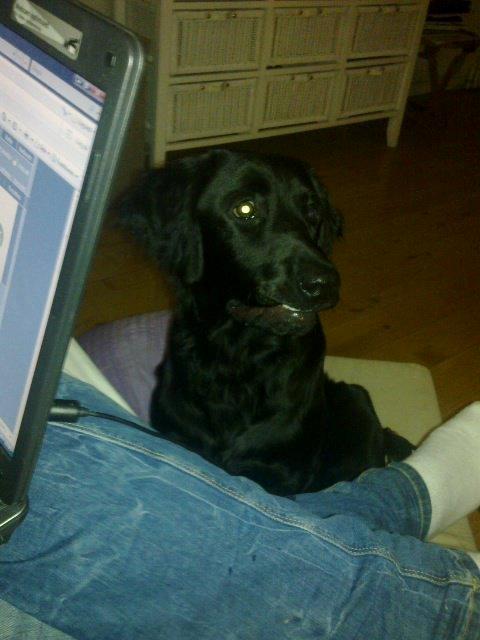 Blanding af racer Villads billede 4