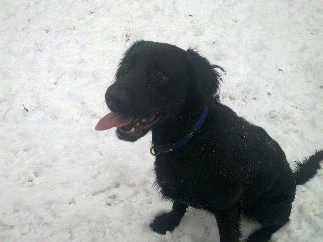 Blanding af racer Villads billede 1