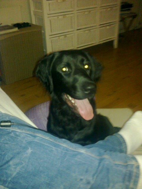 Blanding af racer Villads billede 6