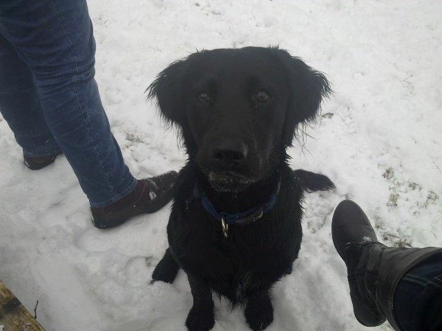 Blanding af racer Villads billede 7