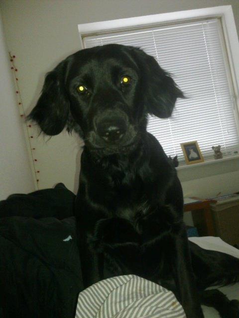 Blanding af racer Villads billede 8