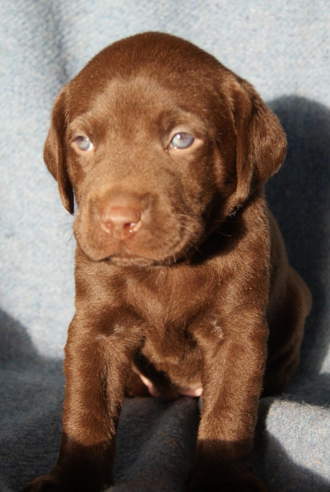 Labrador retriever ANTON - 4 uger billede 11