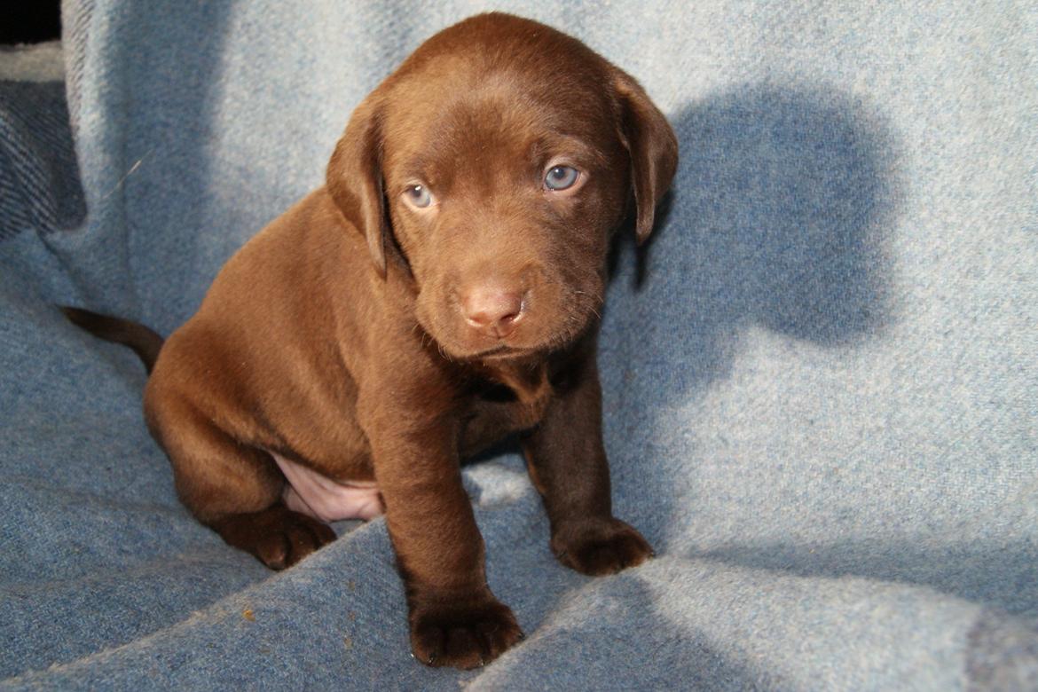 Labrador retriever ANTON - 4 uger billede 13