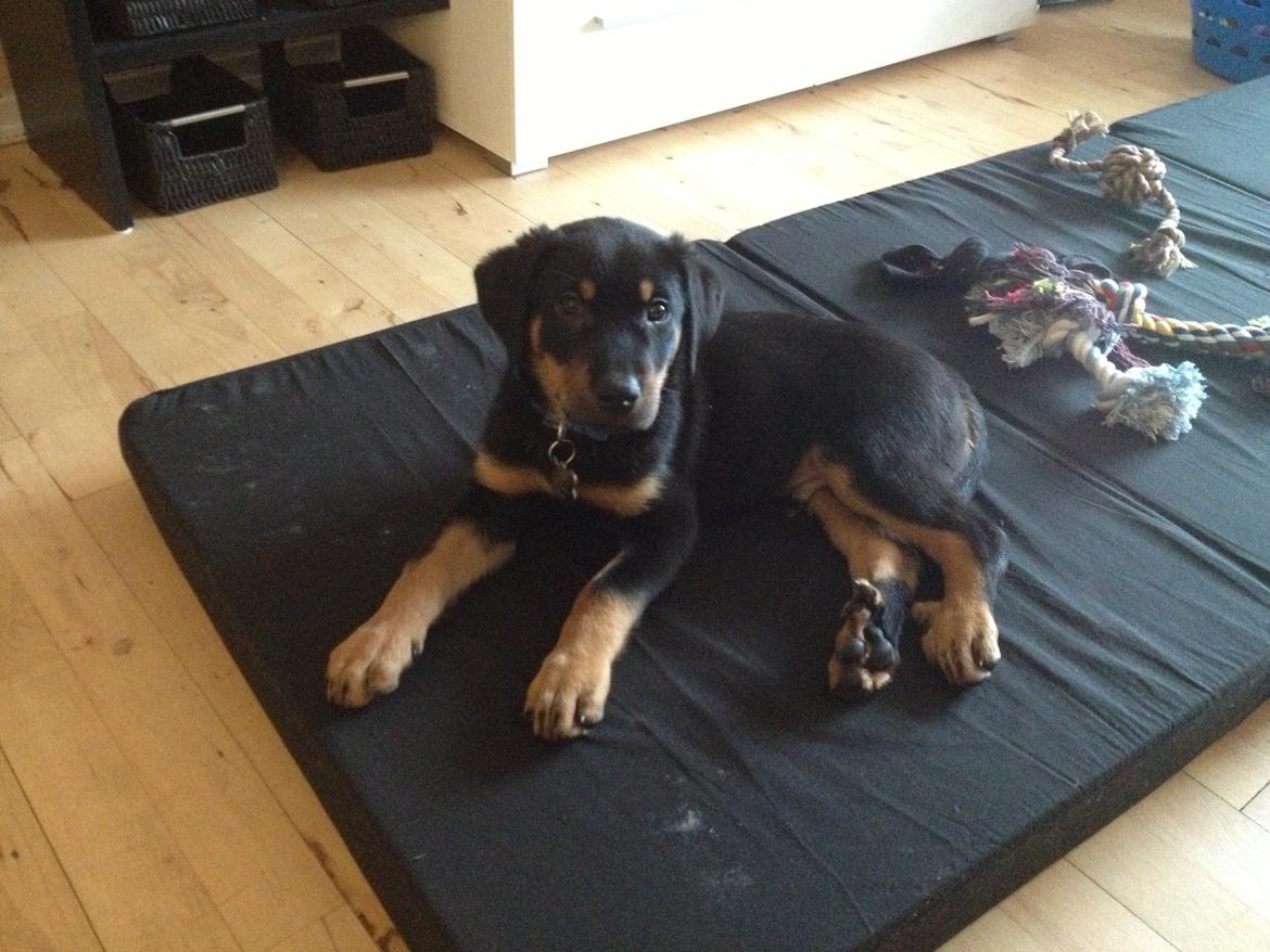 Beauceron Blackbossy`s Apachetåre ( Aslan) - 9 uger  billede 13