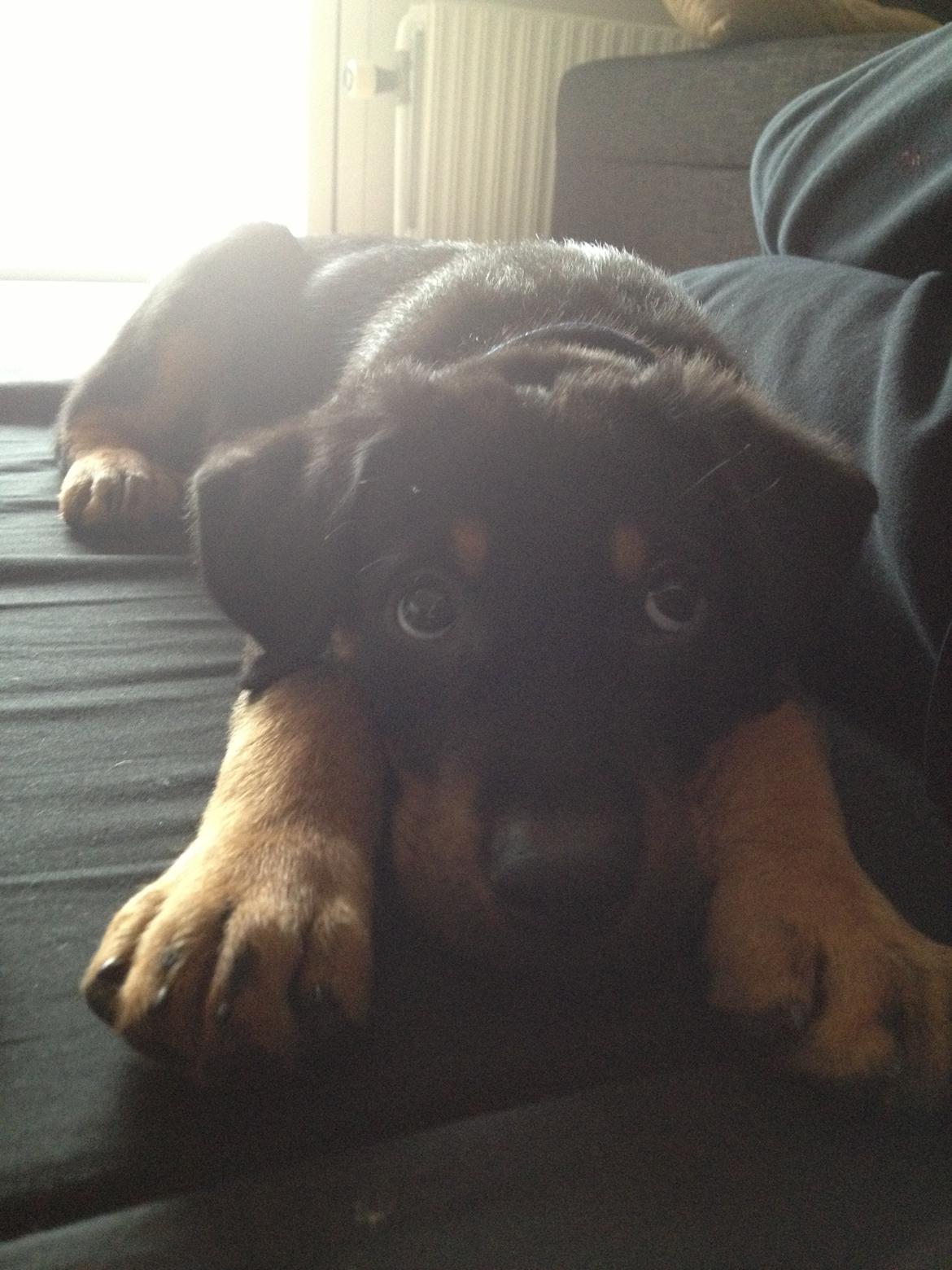 Beauceron Blackbossy`s Apachetåre ( Aslan) - 9 uger  billede 1