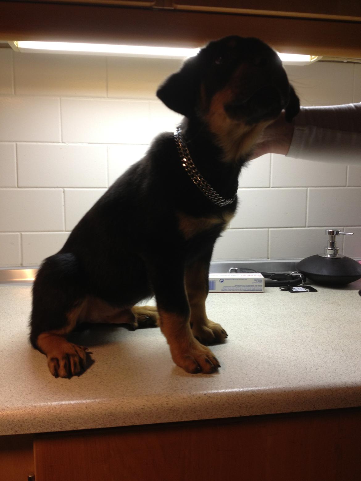 Beauceron Blackbossy`s Apachetåre ( Aslan) - 9 uger billede 14