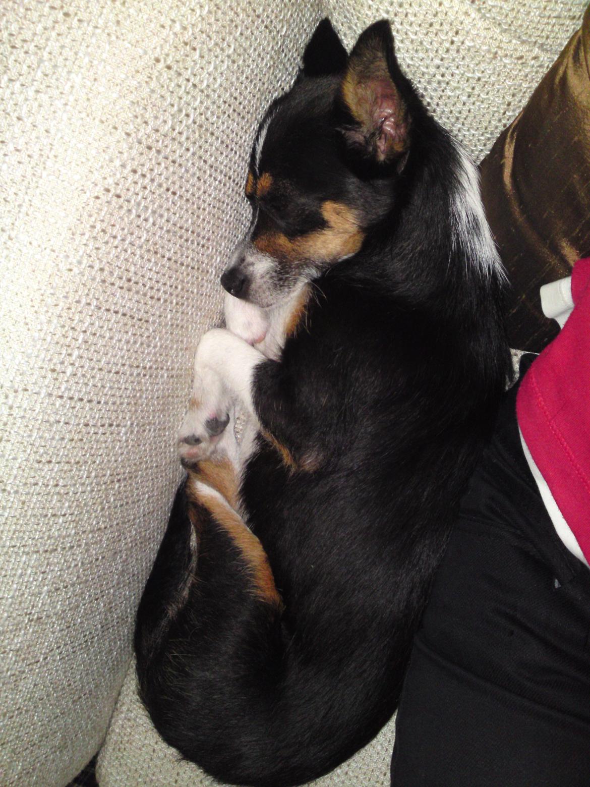 Blanding af racer Molly - Det BEDSTE er at kile sig ned/ind mellem ejers krop og hvad hun nu sidder i :D billede 5