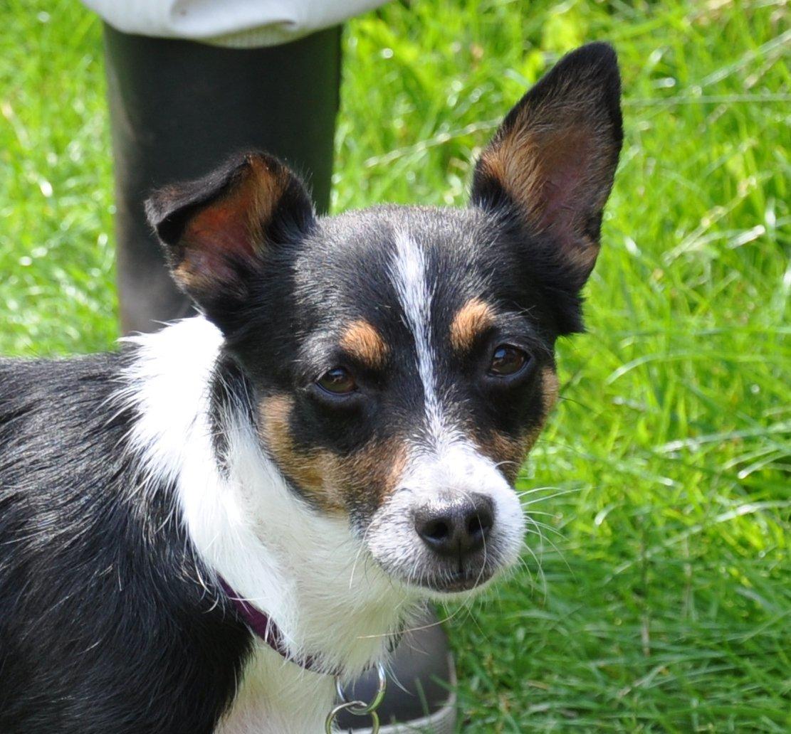 Blanding af racer Molly billede 4