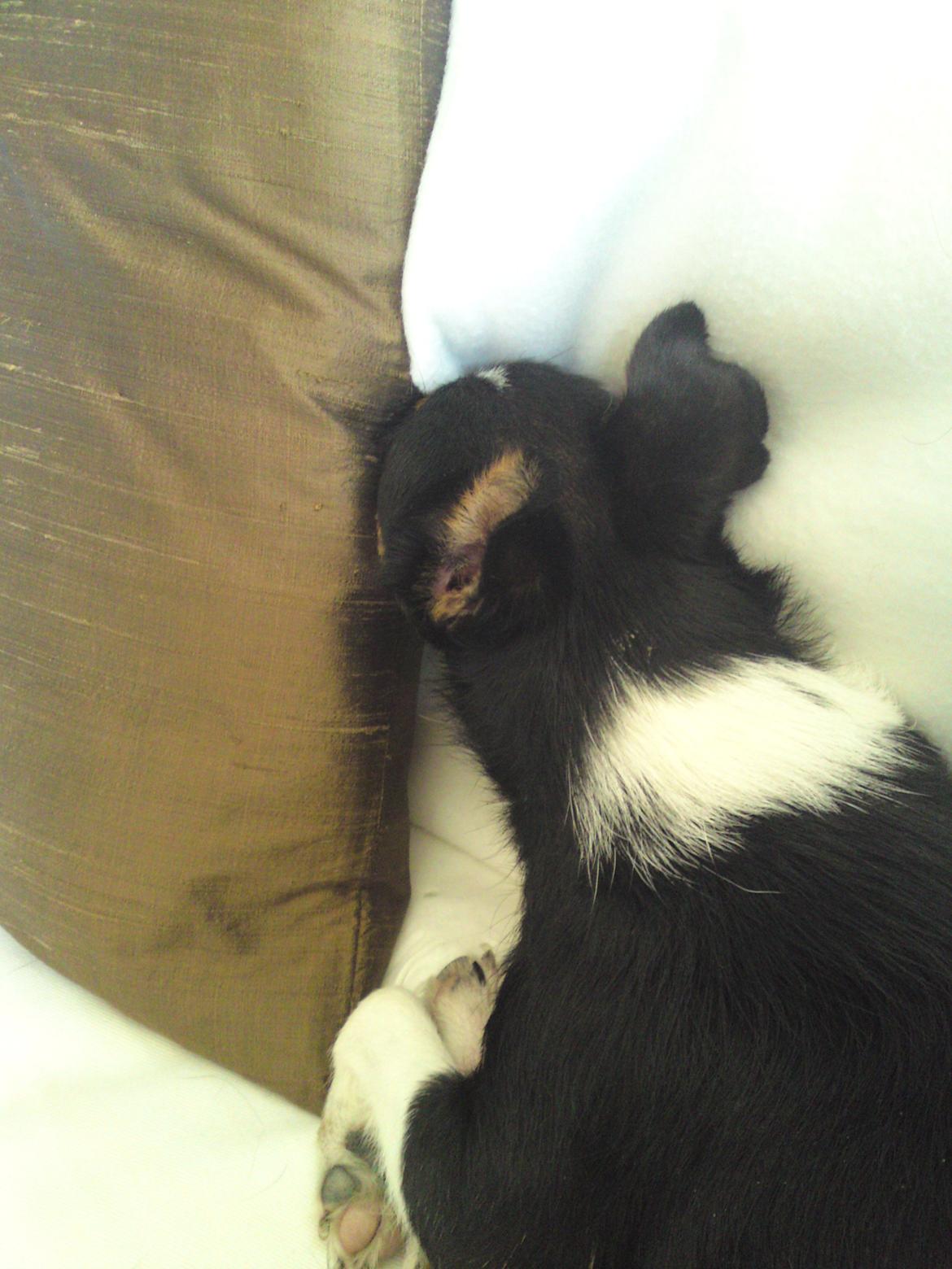 Blanding af racer Molly billede 13