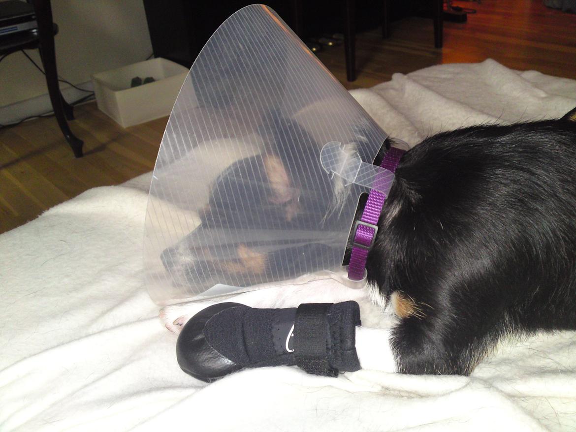 Blanding af racer Molly - Ja hun ligner jo til forveksling en, der er kampklar og parat til at gå i ringen..meeen ikke helt billede 7