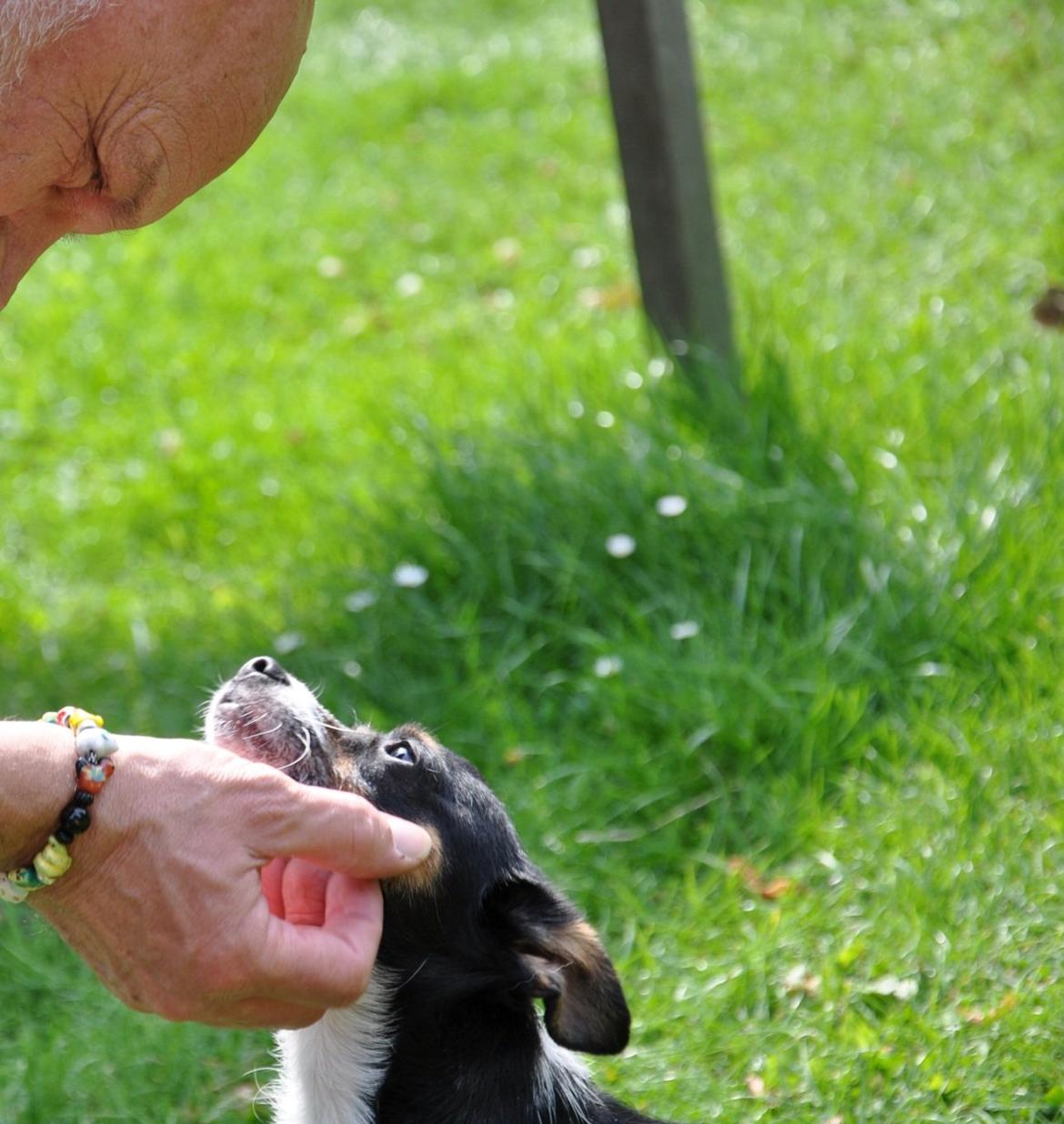 Blanding af racer Molly - Der er ikke noget som en god hagekradser af "morfar" billede 6