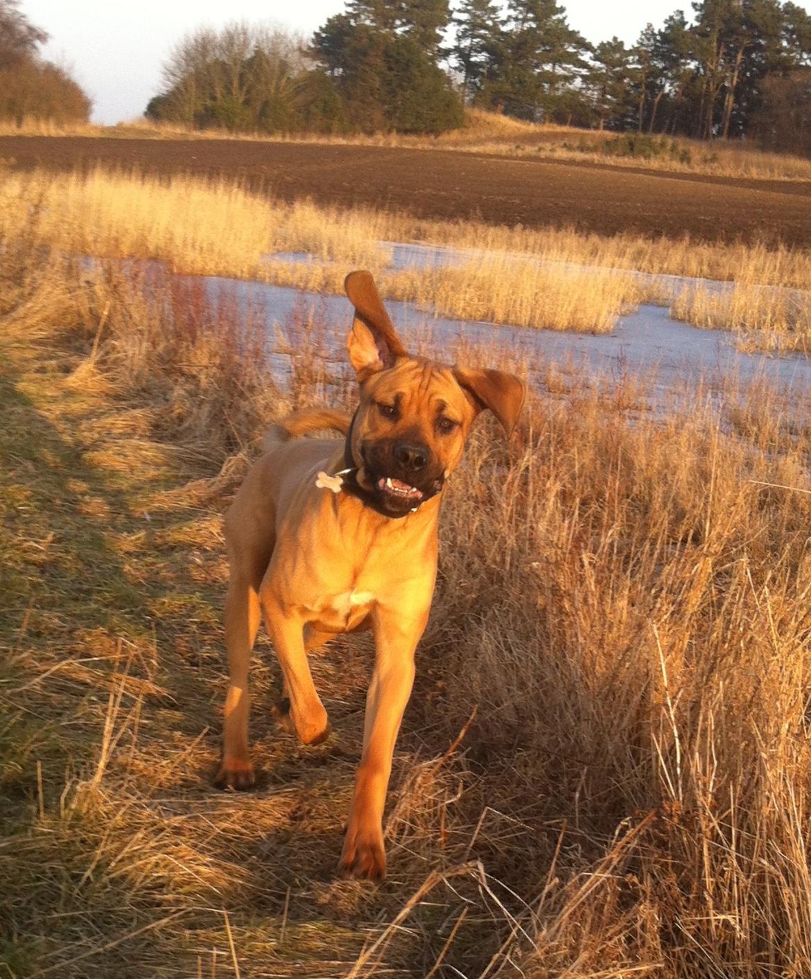 Blanding af racer Tiko ~ himmelhund 14/7-12 - 22/2-19 - Smukke Tiko Feb. 2013 billede 1