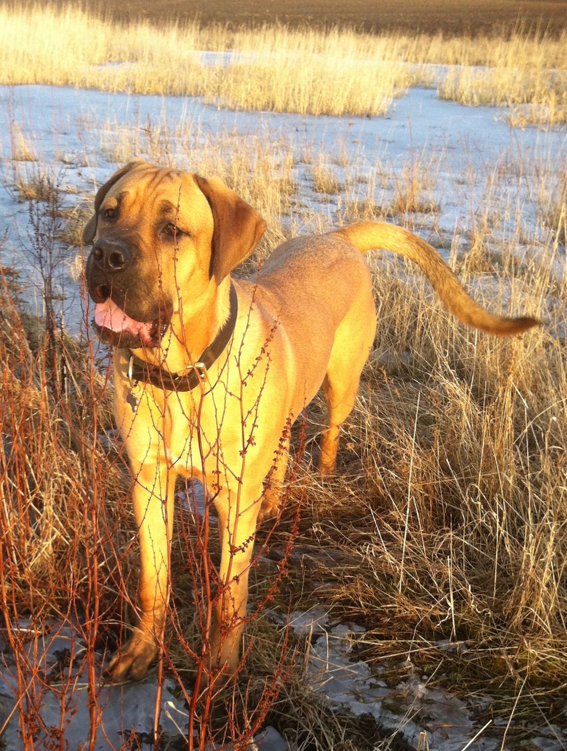 Blanding af racer Tiko ~ himmelhund 14/7-12 - 22/2-19 - Tiko feb. 2013 billede 9