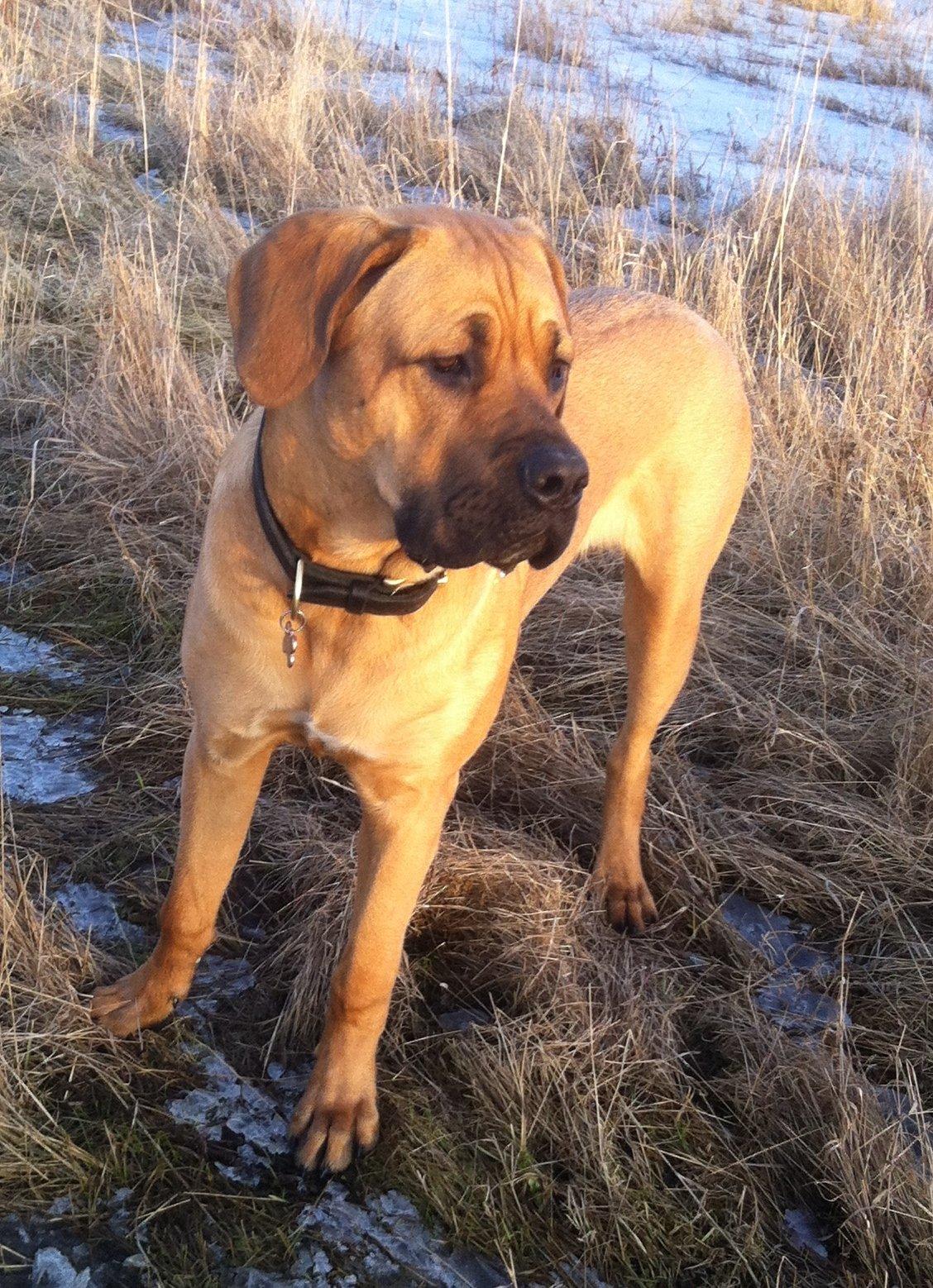 Blanding af racer Tiko ~ himmelhund 14/7-12 - 22/2-19 - Tiko feb. 2013 billede 10