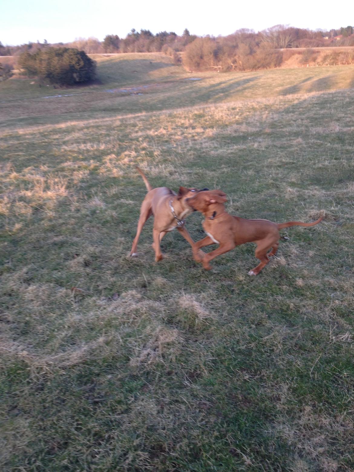 Rhodesian ridgeback Enzo billede 13