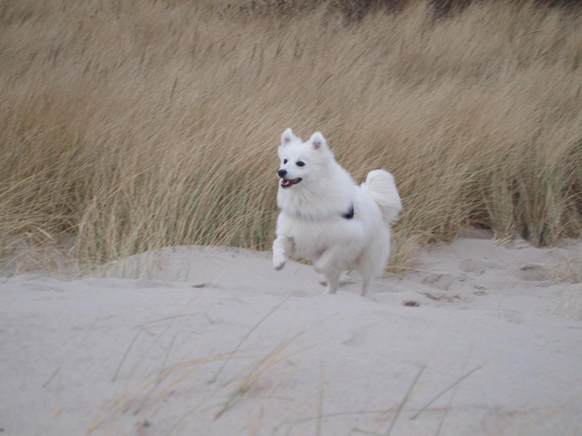 Japansk spids Ninki's Felira Hime Akira <3 - I klitrene ved vesterhavet/bjerregård <3  billede 20
