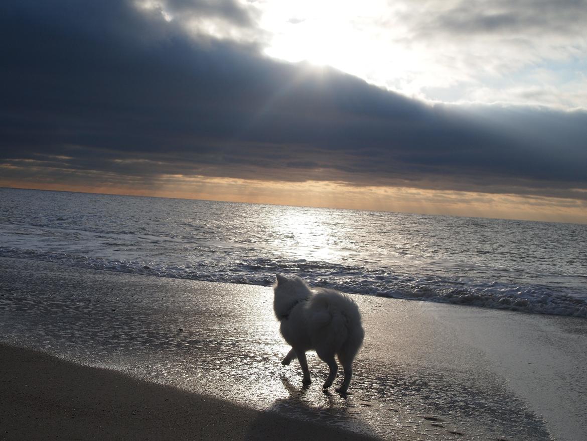 Japansk spids Ninki's Felira Hime Akira <3 - <3 i vandkanten ved vesterhavet <3 billede 21