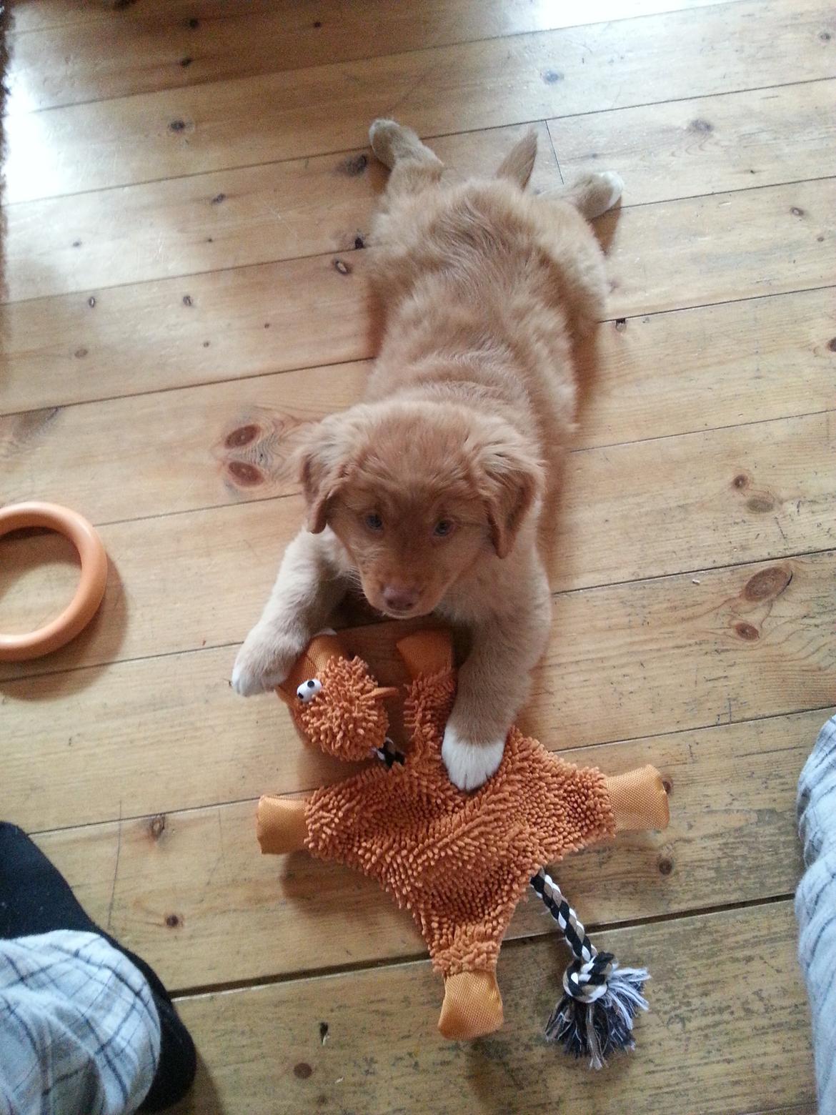 Nova scotia duck tolling retriever Mika "Himmelhund"  billede 42