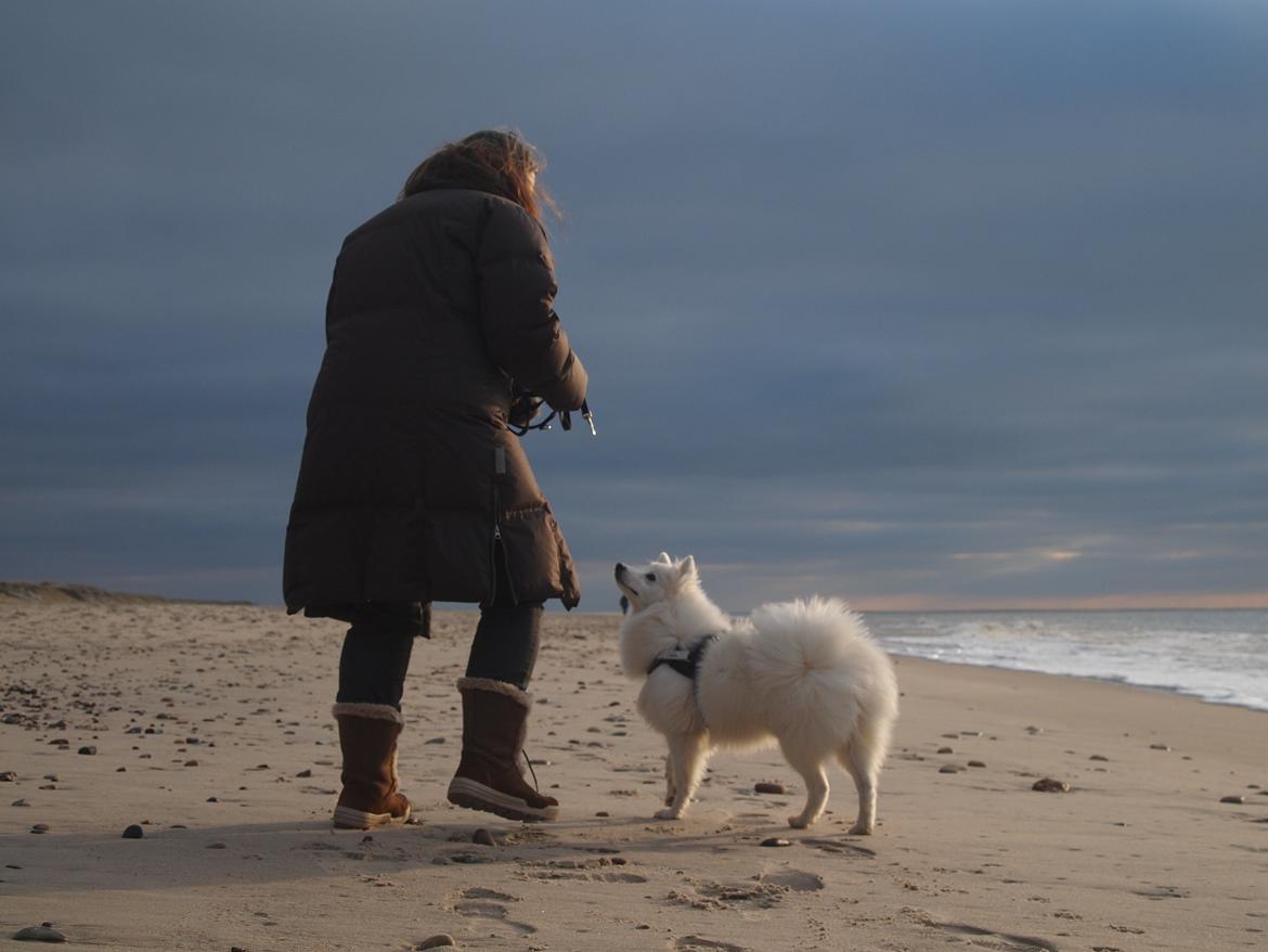 Japansk spids Ninki's Felira Hime Akira <3 - Mor og Akira <3 <3 (elsker det billede) billede 22