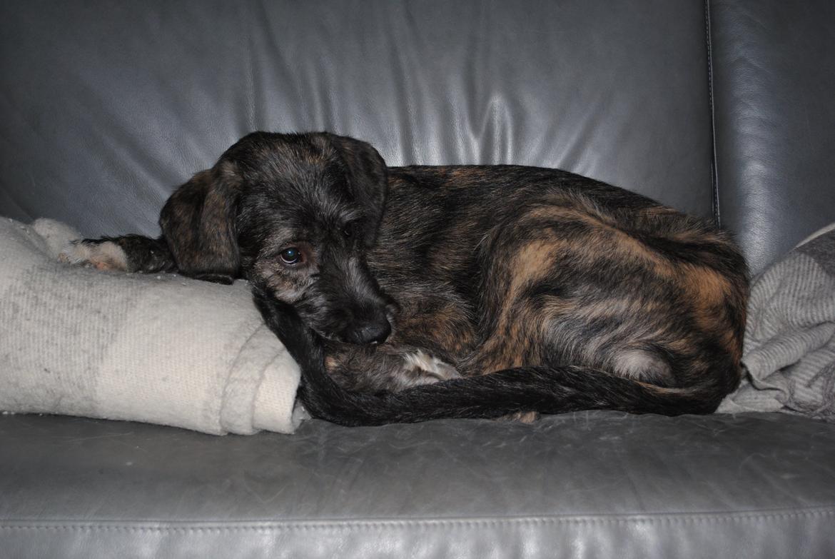 Irsk ulvehund Dolly - Baby Dolly har indtaget SIN sofa. billede 1