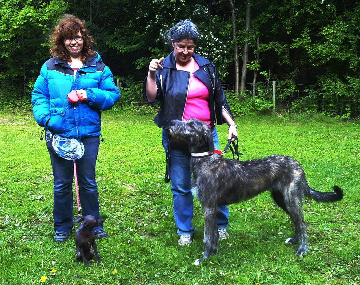 Irsk ulvehund Dolly - Den største og den mindste på hvalpemotivationsholdet billede 3